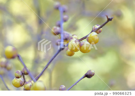 甘い香りを漂わせる黄色い花(ロウバイの花) 甘い香りを漂わせる黄色い花(ロウバイの花) 99066325