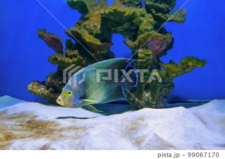 Beautiful blue fish swimming in the aquarium, Pomacanthus semicirculatus, Semicircle angelfish Beautiful blue fish swimming in the aquarium, Pomacanthus semicirculatus, Semicircle angelfish 99067170