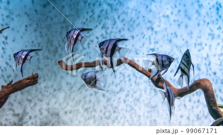 Group of tropical fish Pterophyllum scalare altum swimming in aquarium blue water. 99067171