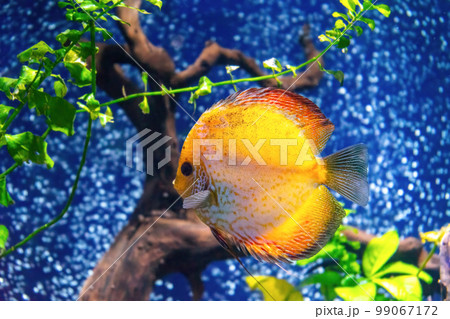 Yellow tropical fish Symphysodon discus in the aquarium, oceanarium pool Yellow tropical fish Symphysodon discus in the aquarium, oceanarium pool 99067172
