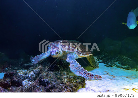 Green sea turtle Chelonia mydas swimming in aquarium blue water. 99067175