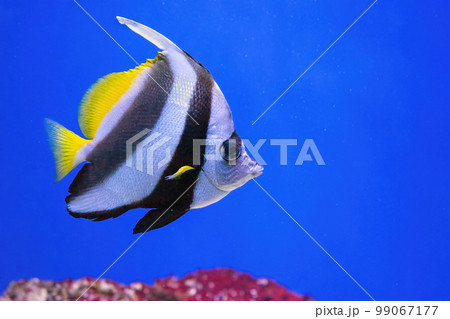 Heniochus acuminatus, Pennant coralfish, reef bannerfish, coachman in blue ocean water 99067177