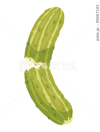 Homemade pickled cucumber. Clip-art of marinated food for packaging, label, menu, signboard or showcase. Fermented veggies, crunch gherkin with salt. Healthy vegetarian food 99067285