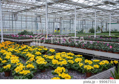 Modern garden center greenhouse with flowers and plants. vegetable nursery. Many different blooming flowers and plants in pots. 99067311