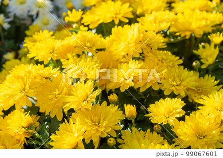 Fresh bright yellow chrysanthemums bushes in autumn garden 99067601