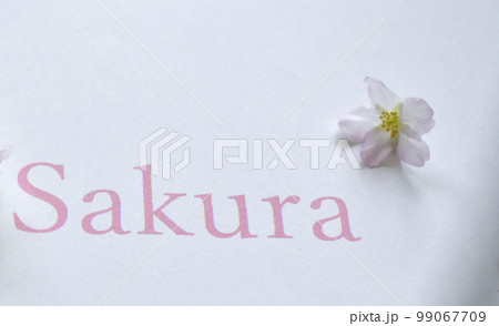 桜の花のクローズアップと「Sakura」のローマ字の文字の写真素材 [99067709] - PIXTA