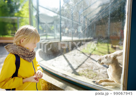 Cute litlle boy watching kangaroo at zoo. Kid...の写真素材