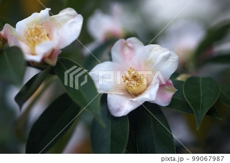 侘助　白地に紅色の花 99067987