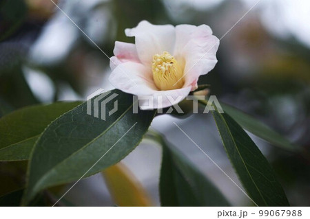 侘助　白地に紅色の花 99067988