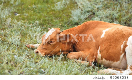 Red cows grazing in a pasture on a cloudy day. Red cows grazing in a pasture on a cloudy day. 99068053