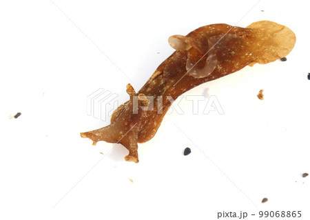 アメフラシ アメフラシ 99068865