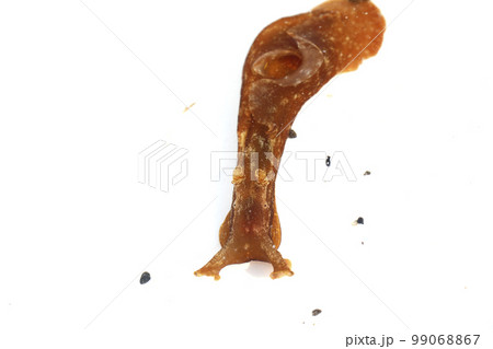 アメフラシ アメフラシ 99068867