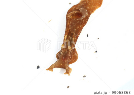 アメフラシ 99068868