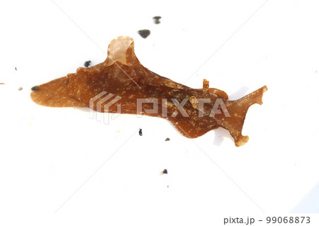 アメフラシ アメフラシ 99068873