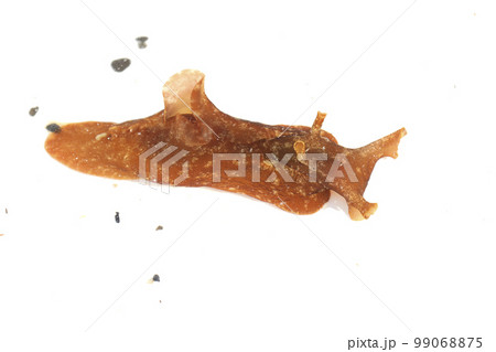 アメフラシ 99068875