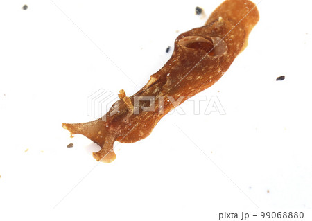 アメフラシ アメフラシ 99068880