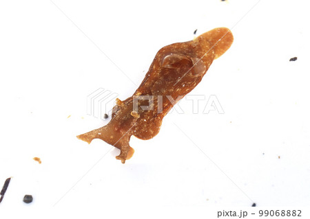 アメフラシ アメフラシ 99068882