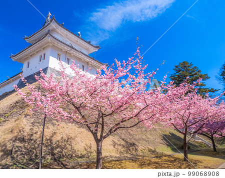 3月栃木・宇都宮　宇都宮城の富士見櫓と河津桜 99068908
