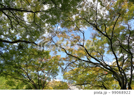 色づくカエデの葉 99068922