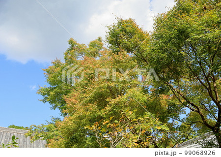色づくカエデの葉 99068926
