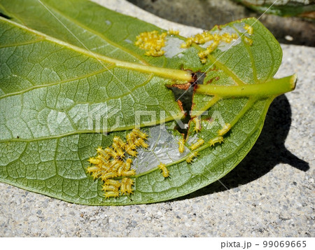 イラガの幼虫 99069665