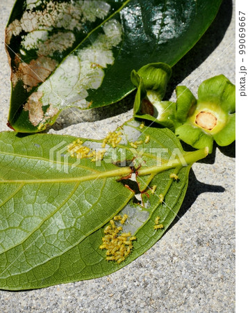 イラガの幼虫 99069667