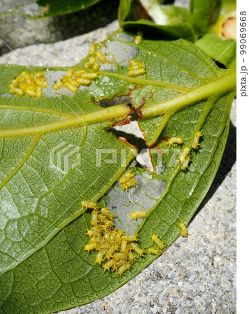 イラガの幼虫 99069668