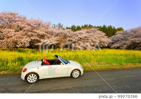 桜と菜の花とオープンカー(コペン)群馬県 桜と菜の花とオープンカー(コペン)群馬県 99070266