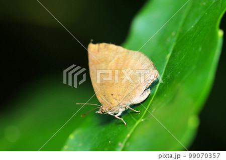 深い森の中、青葉上で休む蝶「ムラサキツバメ」（マクロレンズ写真） 99070357