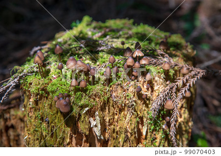 切株のキノコ　ハイキングコース　大峰山登山道　群馬県 99070403