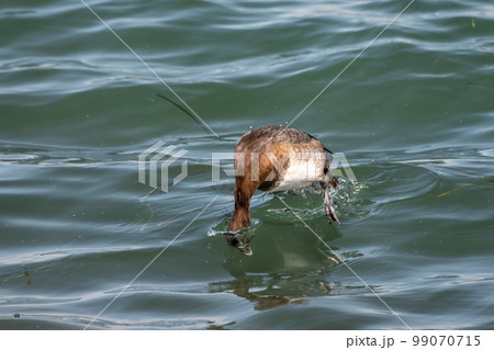 みずうみに潜るスズガモ(メス)滋賀県琵琶湖 みずうみに潜るスズガモ(メス)滋賀県琵琶湖 99070715