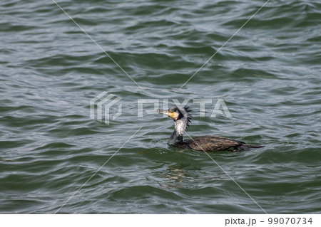カワウ 滋賀県琵琶湖 カワウ 滋賀県琵琶湖 99070734