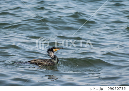 カワウ　滋賀県琵琶湖 99070736