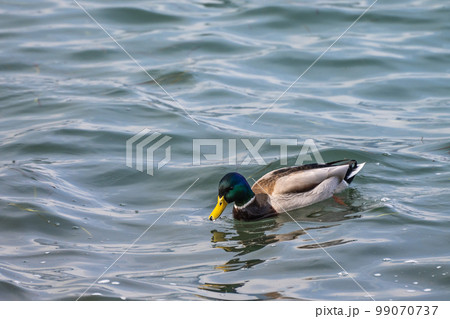 琵琶湖のマガモ(オス) 琵琶湖のマガモ(オス) 99070737