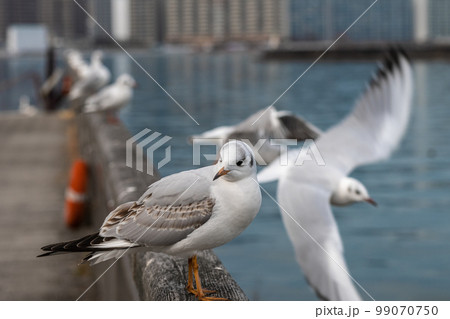 ユリカモメ 琵琶湖大津港 ユリカモメ 琵琶湖大津港 99070750