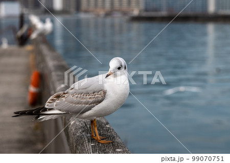 ユリカモメ 琵琶湖大津港 ユリカモメ 琵琶湖大津港 99070751