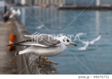 ユリカモメ　琵琶湖大津港 99070752