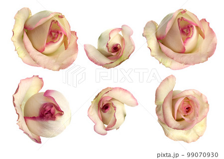 Set of pink roses 99070930