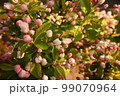 りんごの花 99070964