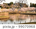 公園の桜 99070968