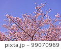 青空に咲く桜 99070969