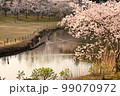 公園の桜 99070972