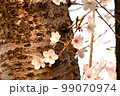 桜 99070974