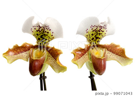 Close up of orchid (Paphiopedilum Maudiae) 99071043