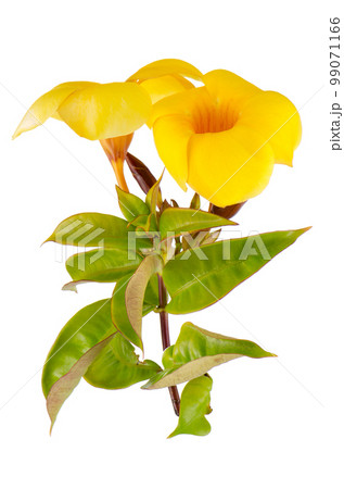 Yellow flowering Mandevilla Yellow flowering Mandevilla 99071166