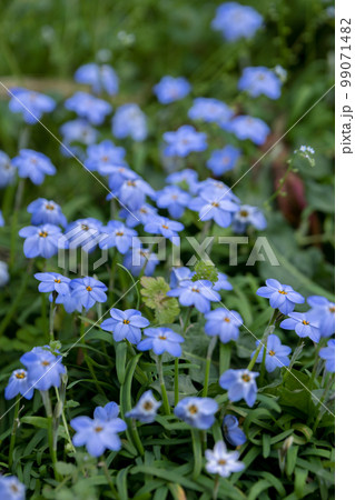ハナニラの花 春のイメージ ハナニラの花 春のイメージ 99071482