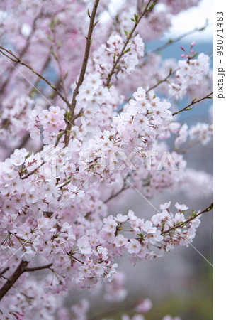 桜の花 マクロイメージ 春の季節のイメージ 桜の花 マクロイメージ 春の季節のイメージ 99071483