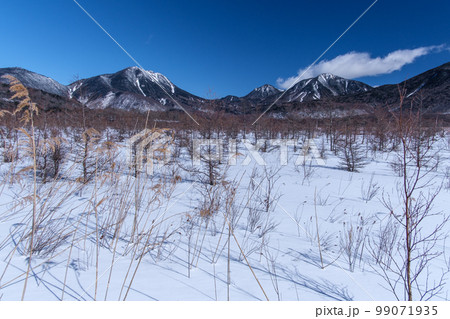 戦場ヶ原の冬景色 99071935