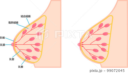 乳房の構造を図解したイラスト 乳房の構造を図解したイラスト 99072045