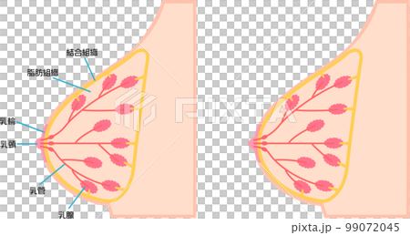 乳房の構造を図解したイラスト 乳房の構造を図解したイラスト 99072045